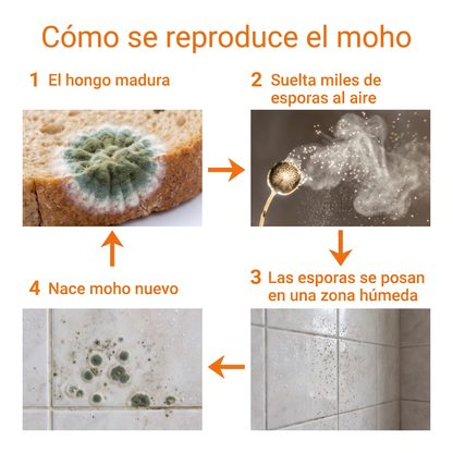 Elimina el moho de Raiz y Evita que vuelva - FlexSpray™ Spray Anti Moho